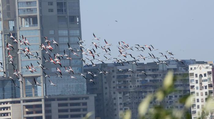 Invisible victims of Pakistan's polluted skies