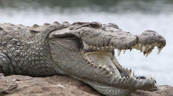 Rare breed crocodile recovered during Punjab Wildlife Department raid