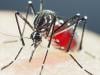 Number of mosquito-borne diseases rise in Pakistan