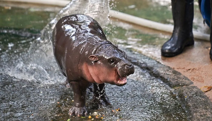 Thai baby hippopotamus Moo Deng gets a body wash at the Khao Kheow Open Zoo in Thailand. — AFP/File