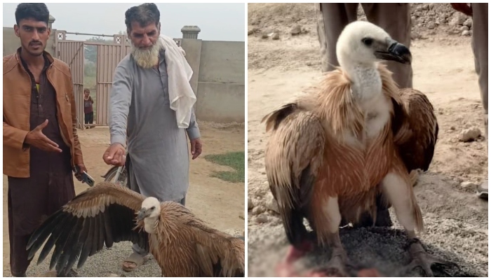 Villagers stand near the vulture in Rukanpur, Punjab, in these screenshots taken from separate videos. — Reporter