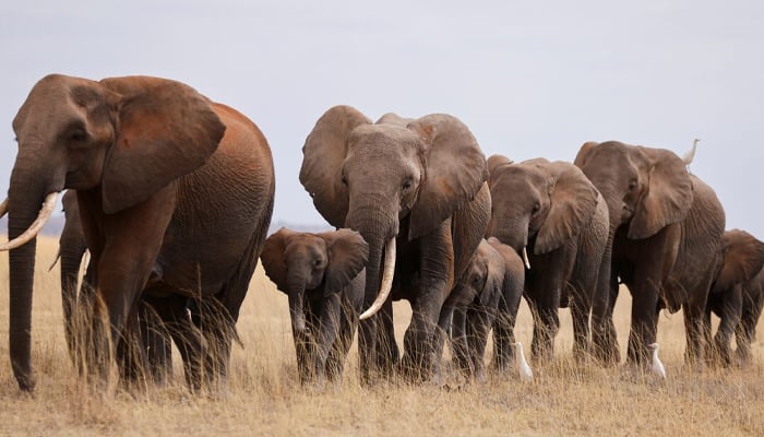 Elephants walk in the Amboseli National Park, Kenya, August 10, 2021. — Reuters
