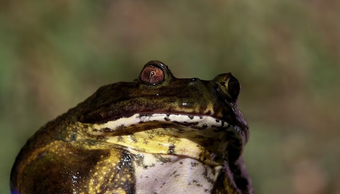 Climate change, human activity endanger Chile's giant ‘living fossil' frog