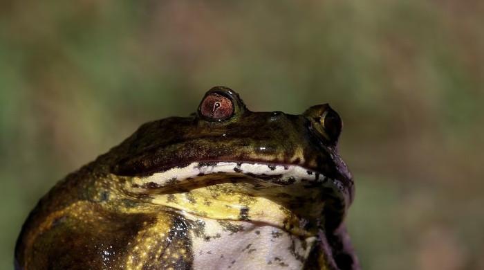 Climate change, human activity endanger Chile's giant ‘living fossil' frog