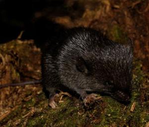 'Amphibious mouse' among 27 new species discovered in Peru's Amazon