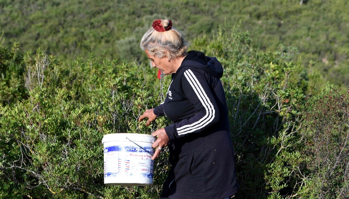 A woman harvests aromatic and medicinal plants in the mountains of Tbainia village near Ain Drahem, in Tunisia, on November 6, 2024. —AFP