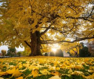 Meet resilient 'living fossil' older than dinosaurs, nuclear blast survivor