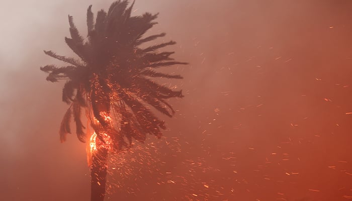 A palm tree burns as powerful winds fueling devastating wildfires in the Los Angeles area force people to evacuate, at the Eaton Fire in Altadena, California, US on January 8, 2025. — Reuters