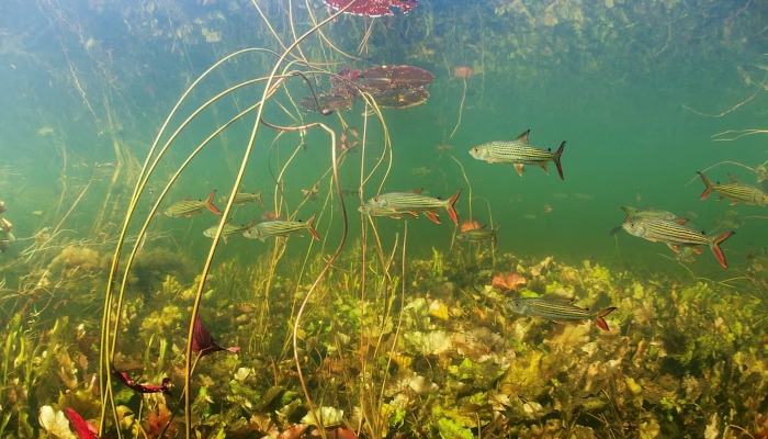 African tiger fish (Hydrocynus vittatus) swim in the Okavango river, Botswana in this undated picture. — Reuters/File