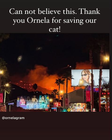 Rebel Wilsons cat makes narrow escape from LA wildfire