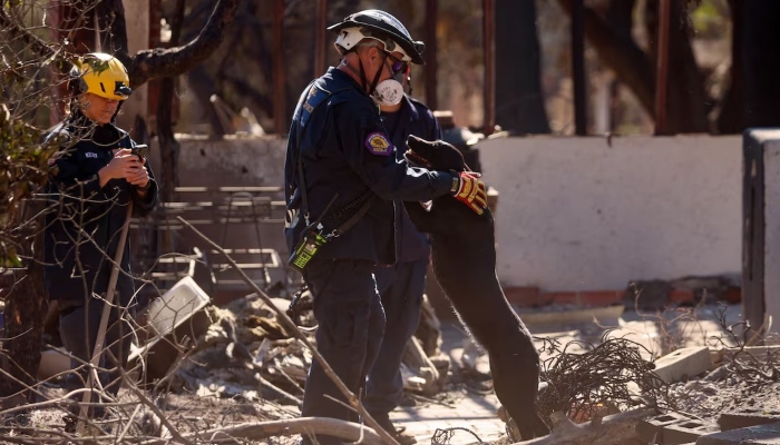 Human recovery dog Mazie works on her 6th birthday with members of the Ventura County Urban Search and Rescue team in an area affected by the Eaton Fire, in Altadena, California, US, January 16, 2025. — Reuters