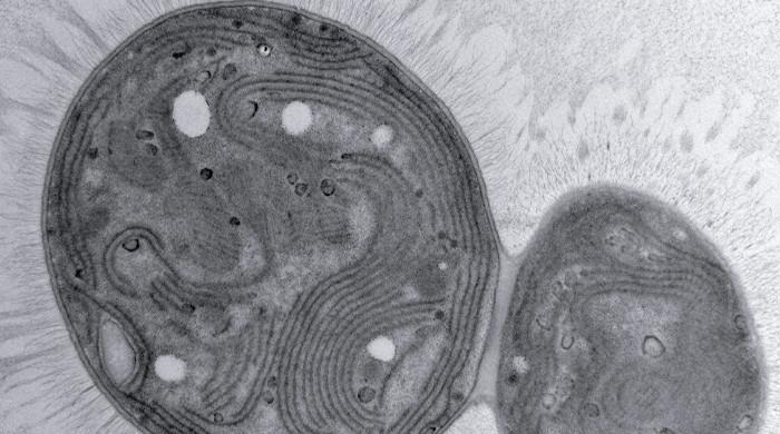 Microbe named 'chonkus' could help fight off climate change