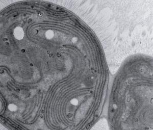 Microbe named 'chonkus' could help fight off climate change