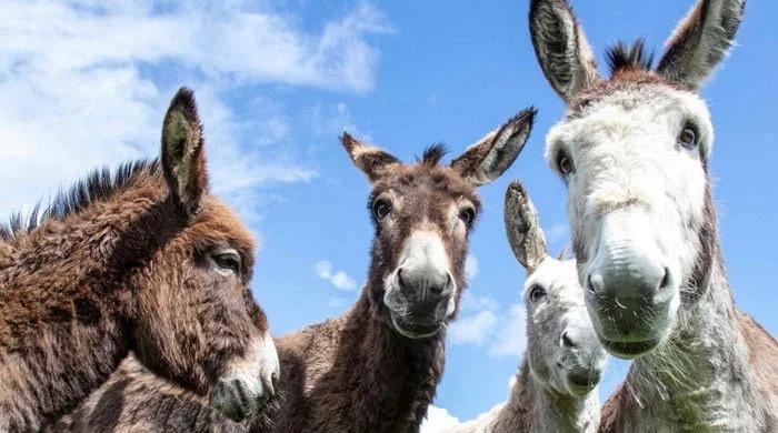 Pakistan's first large-scale donkey slaughterhouse starts production in Gwadar 