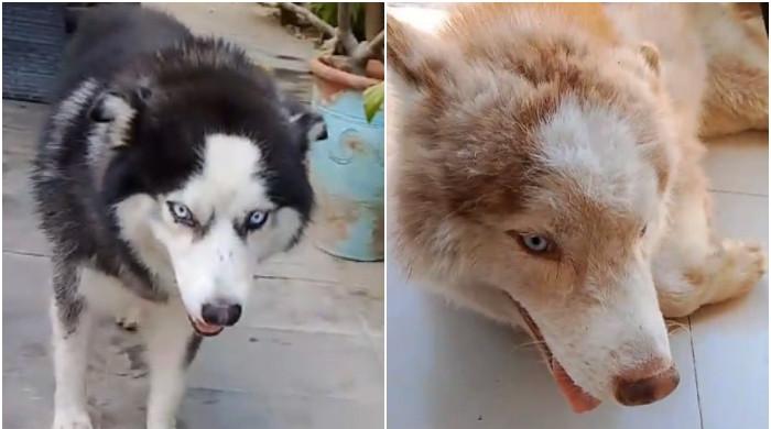 Case registered against theft of expensive dogs in Karachi