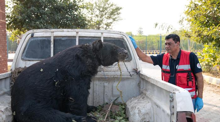 Injured bear, forced to fight dogs for entertainment, rescued in Sargodha