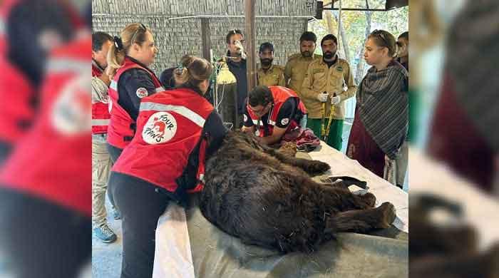 Four Paws rescues 3-year-old Asian black bear from jugglers in Jhang