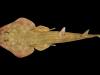 Guitar shark to octocoral: Scientists discover over 850 marine species 