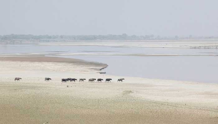 A herd of buffaloes travels to cool off in the River Indus, Hyderabad, March 18, 2017. — Reuters