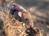 Cambodian rat registers record for sniffing out wartime landmines