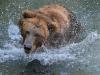 Russian man survives bear attack as sightings near Moscow increase