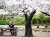 AI tool aims to help conserve Japan's cherry trees
