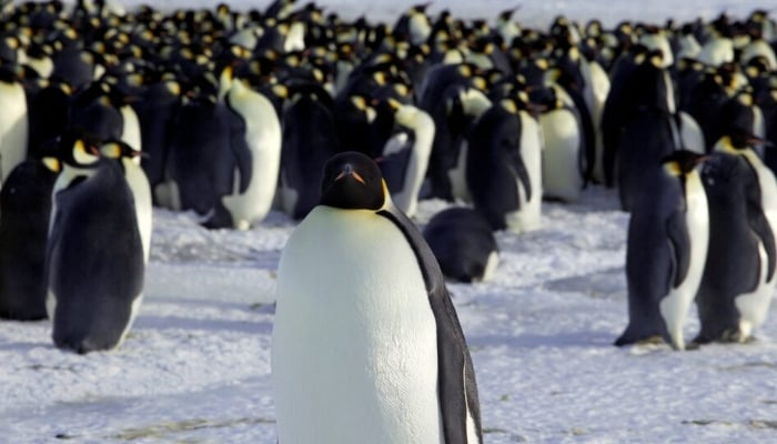 This representational image shows emperor penguins in Dumont dUrville, Antarctica. — Reuters/File