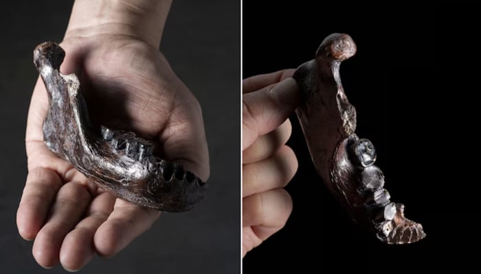 The fossilized mandible of a male Denisovan, an extinct archaic human, discovered at the Penghu Channel off the coast of Taiwan is seen in these handout images released on April 10, 2025. — Reuters