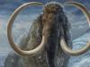 Researchers find oldest-known North American woolly mammoth in long-lost DNA