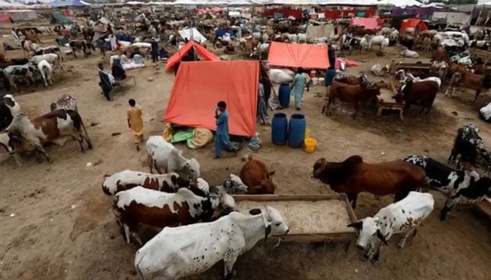 A representational image showing a general view of bulls for sale at a cattle market. — Reuters/File