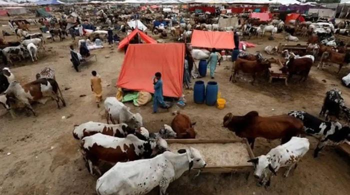 Eid ul Adha 2025: Cattle market inaugurated at Karachi's Northern Bypass