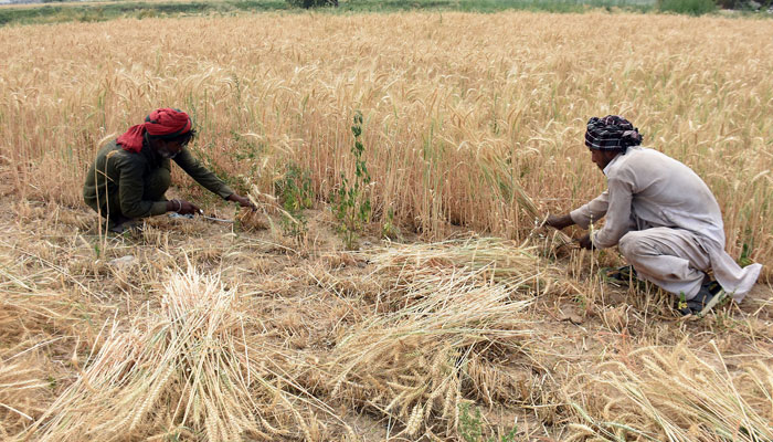 Farmers harvest wheat in a field at Golra area, in Islamabad on April 16, 2025. — Online