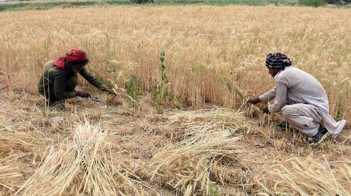 Punjab govt's relief for farmers: help or hype?