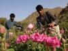 Saudi 'city of roses' offers fragrant reminder of desert's beauty