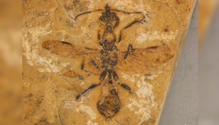 A 113-million-year-old fossilized ant preserved in limestone unearthed in northeastern Brazil, the worlds oldest-known ant specimen is seen in this photograph released on April 24, 2025. — Reuters