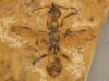 Oldest-known ant preserved in 113 million-year-old Brazilian fossil