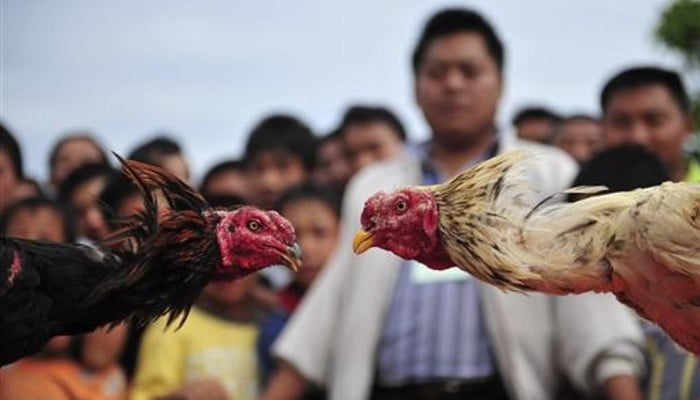 People watch cockfighting during May Day holidays in Tongguan county, Yunnan province, China. — Reuters/File