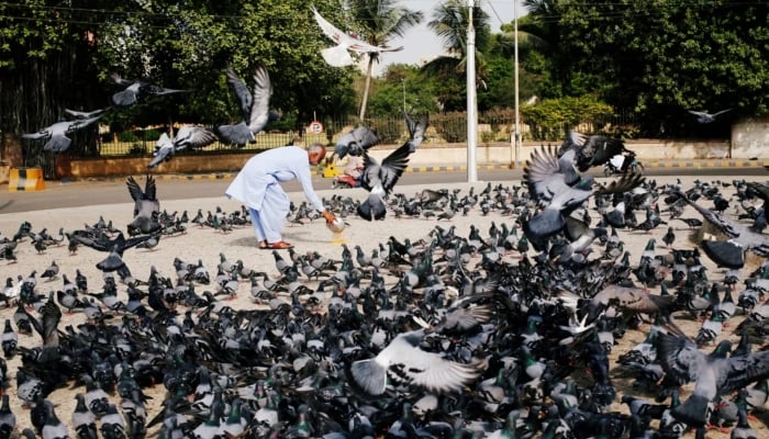 A man spreads a bucket of feed for pigeons in Karachi, on June 1, 2018. — Reuters