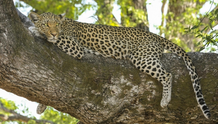 Representational image of a leopard resting on a tree. — Pexels