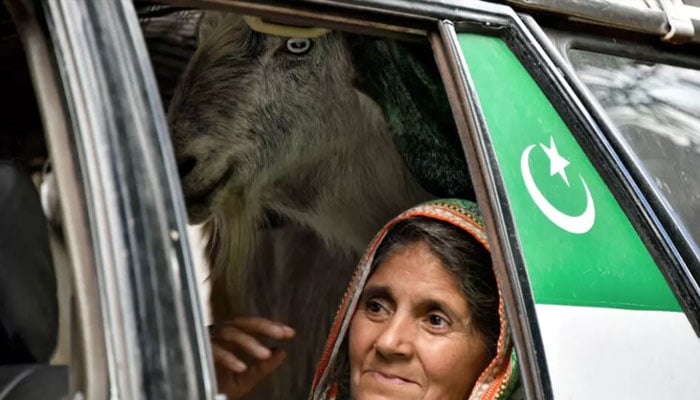 A resident rides in a car with a goat as she returns to her hometown in the village of Chakothi, near the Line of Control, after Pakistan and India declare a ceasefire — AFP