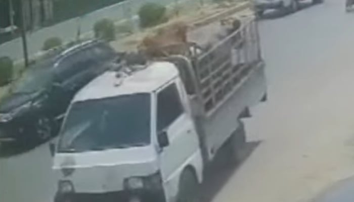 Stolen sacrificial animals can be seen being driven off in this screengrab. — Geo News