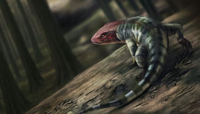 An illustration shows a life reconstruction of a reptile that left footprints which fossilised in sandstone found on the banks of the Broken River, near the town of Barjarg in Victoria, Australia, in this handout image released by Uppsala University in Uppsala, Sweden, on May 14, 2025. —Reuters