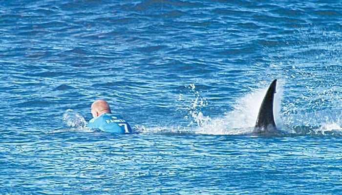 The picture shows a shark lurking dangerously close to a person in the water.