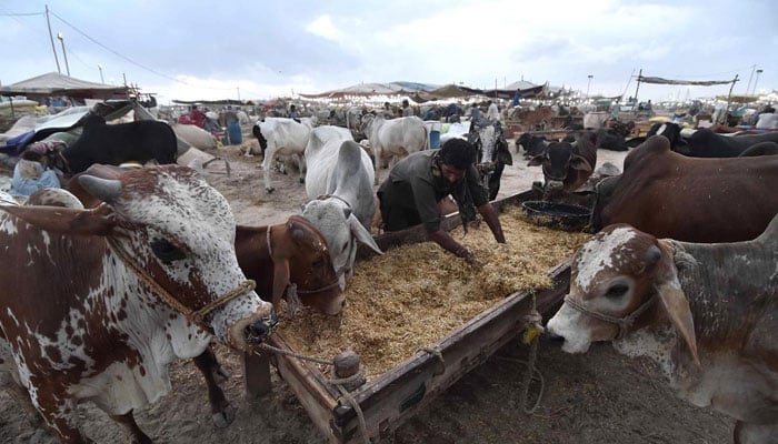 A vendor feed sacrificial animals at a cattle market ahead of Eid ul Adha in Karachi on June 7, 2024. — INP