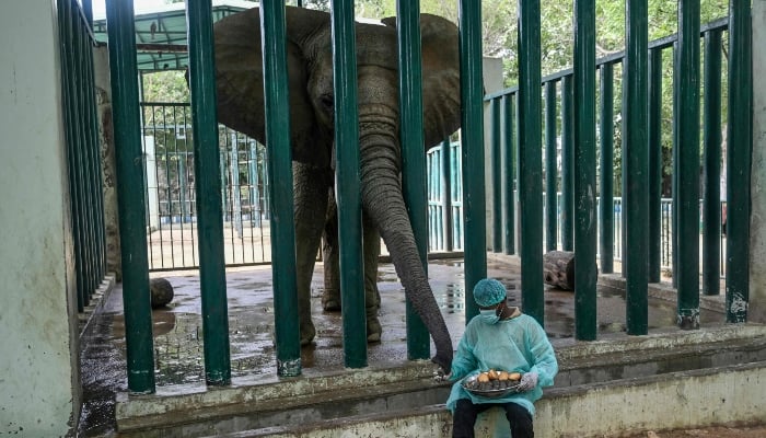 This photograph, taken on May 16, 2025, shows Ali Baloch, a mahout, feeding a medicated meal to Malika, an elephant who is diagnosed with tuberculosis, at the Safari Park in Karachi. — AFP