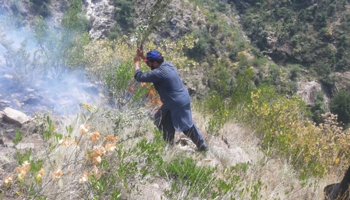Man trying to extinguish the flames in the bushes during a forest fire in Lower Dir. — X@YarMKNiazi