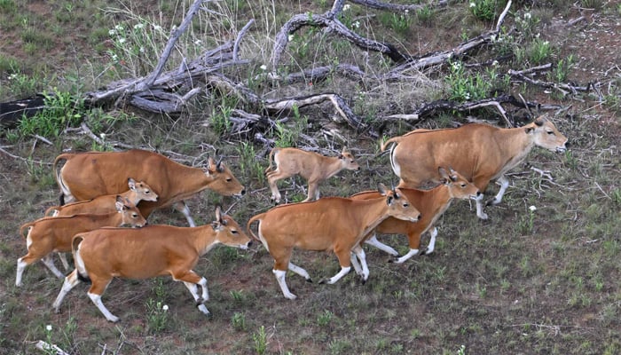 This handout photo taken on May 13, 2025 and released on May 23 by conservation group Rising Phoenix shows banteng, a type of wild cattle native to Southeast Asia, in Siem Pang in northeastern Cambodia, during a herding operation to relocate members of the endangered species. — AFP