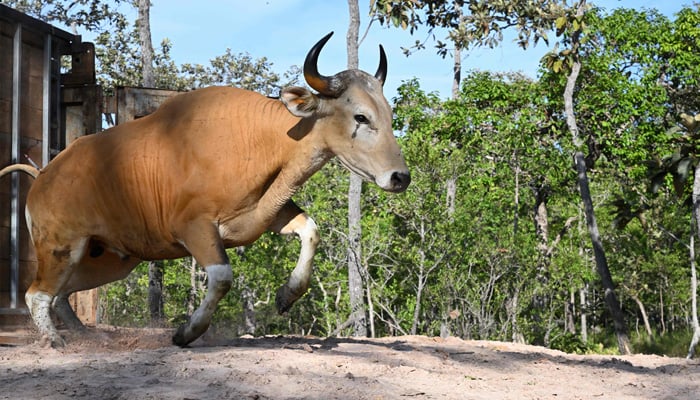 This handout photo taken on May 14, 2025 and released on May 23 by conservation group Rising Phoenix shows an adult banteng, a type of wild cattle native to Southeast Asia, in Siem Pang in northeastern Cambodia, during a herding operation to relocate members of the endangered species. — AFP