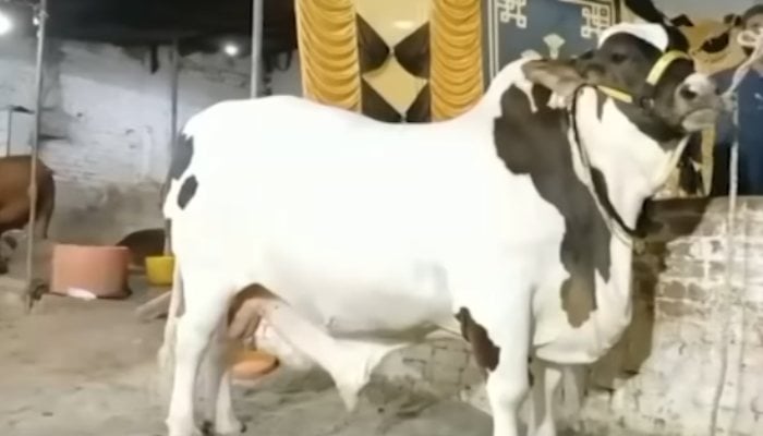 This screengrab shows JF-17 Thunder standing at a cattle farm. — Geo News/YouTube/Screengrab