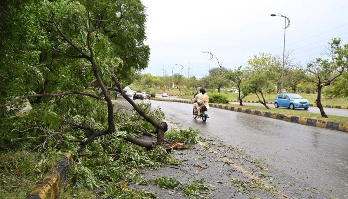 A view of a fallen tree after dust storms and heavy rain hit Islamabad on May 24, 2025. — APP